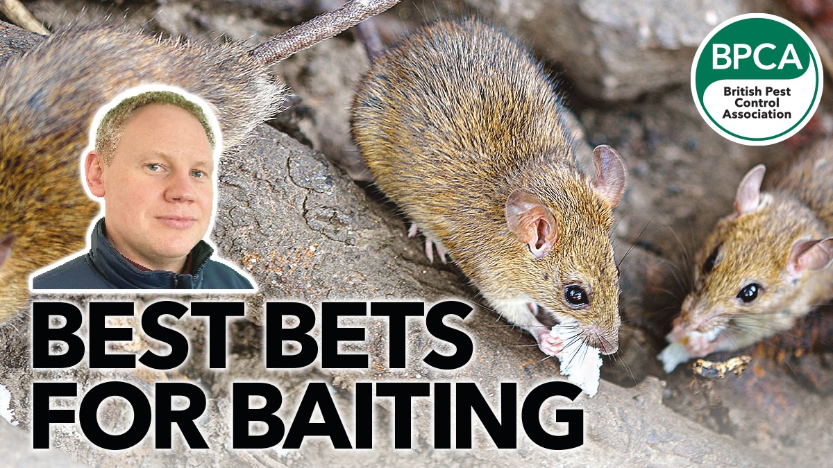 baiting hero baiting hero